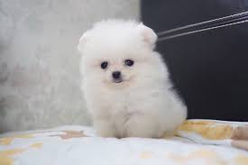 Teddy Bear Pomeranian Puppy For Sale Near Me Teacup Pomeraian Puppies For Sale Online Teacup Yorkies Maltese Puppies Pomeranian Puppy For Sale Teacup Puppies