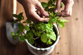 Mint plants need quite a bit of water, and probably need watered 3 or 4 times per week. How To Grow Harvest And Store Mint Martha Stewart