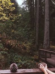 Coffee Aesthetic Nature Cabins In The Woods Photography