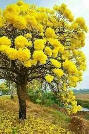 Mimosa Tree Love These Trees Their Scent Is Beautiful Shades Of Yellow Flowering Trees Mimosa Tree Nature Tree