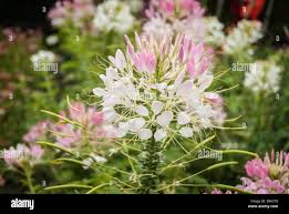 Image result for Cleomaceae