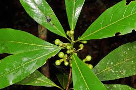 Image result for Actinodaphne