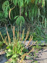 Image result for Plantago palmata