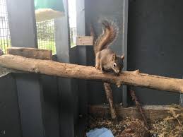 Six Things To Know About Red Squirrels Alberta Institute For Wildlife Conservation