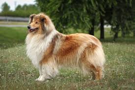 We did not find results for: Amnis Rhei Collie Rough
