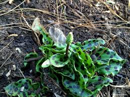 Image result for Ledebouria cordifolia