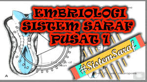 Mengidentifikasi definisi dari spina bifida. Neural Tube Defect Embriologi Patofisiologi Spina Bifida Encephalocele Anencephaly Pencegahan Youtube