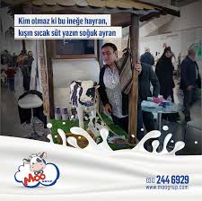 Sutu Sevdiren Inek Saglik Ailem Cocuk