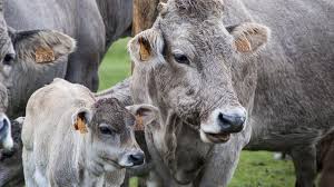 View the 'listings' page for cattle on upcoming sales What Is The Difference Between Livestock Farming And Animal Husbandry Farming Base
