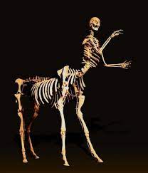 Centaur Skeleton Animal Skeletons Centaur Death Art