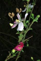 Image result for Hibiscus meyeri