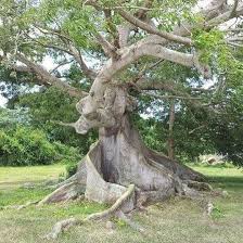 Untitled Weird Trees Unique Trees Nature Tree