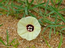 Image result for Merremia palmata