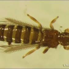 Image result for Blotiella trichosora