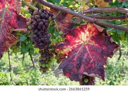 Image result for Grapevine leafroll virus