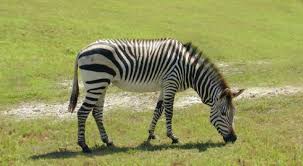 Are there conservation actions in place to look after them? Where Do Zebras Live Zebras Habitat