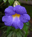 We did not find results for: Flowers And Plants Of Costa Rica Photo Gallery By Lois Kosch At Pbase Com