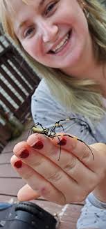 I finally picked up a Joro spider Athens, GA