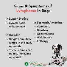 Lymphoma In Dogs Symptoms And Treatment