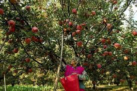 A First Kashmir Gets Model Apple Village
