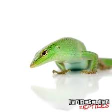 Pin On Lizards