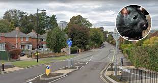 Following the government's announcement earlier today, basingstoke and deane will enter tier 4: Residents On Alert After Rats Spotted In Basingstoke Basingstoke Gazette