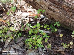 Image result for Parietaria debilis