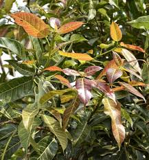 Image result for Ficus virens
