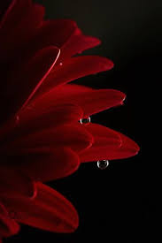 Weza777 Flowers Black Background Red Wallpaper Red Flowers