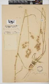 Image result for Leptocarydion vulpiastrum