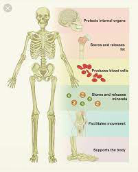 Revising The Functions Of The Skeleton Aqagcsepe Human Skeletal System Skeletal And Muscular System Skeletal System Lessons