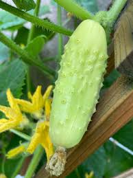 Image result for Cucumis