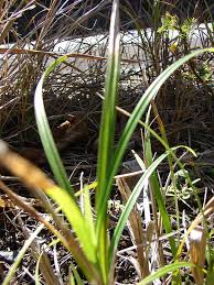 Image result for Scleria bambariensis