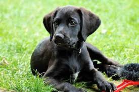 Can Purebred Labradors Have White On Them World Of Dogz