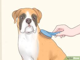 Finally, take the puppy to a good puppy class as soon as he is old enough. 3 Ways To Care For Boxers Wikihow