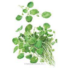 You've probably heard of it, maybe even seen it in a nice grocery store, but. Watercress Seeds Herbs Botanical Interests