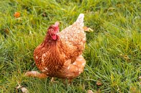 Gallinas Ponedoras Todo Sobre Crianza Y Manejo