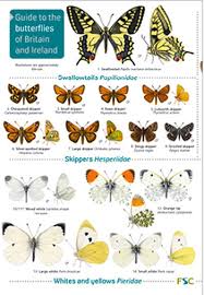 Butterflies Of Britain And Ireland