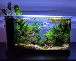 Pin By Amanda Tramonti On Fluval Aquatics Tropical Fish Tanks Planted Betta Tank Betta Aquarium
