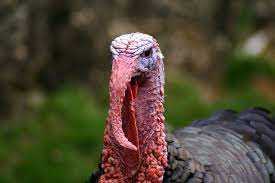 It too is moving ahead fast with its vaccination campaign with more than 10 million people receiving a first dose. Get Into The Festive Spirit By Not Eating Turkey This Christmas