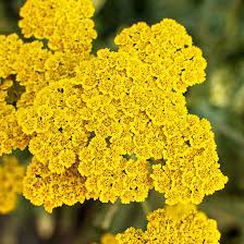 What does each flower symbolize? 16 Long Living Perennials For Your Garden Better Homes Gardens