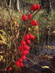 Image result for Linderniella