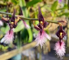 Image result for Bulbophyllum saltatorium