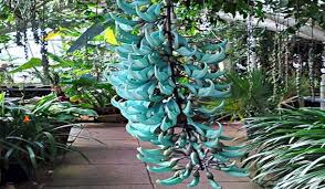 Flowers that bloom every 100 years. World Most Rarest Flowers Steemit