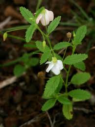 Image result for Malvaceae: Byttnerioideae, Helicteroideae