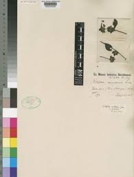 Image result for Dicliptera carvalhoi