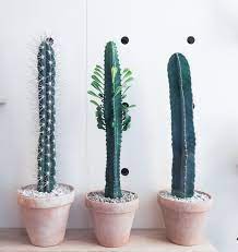 Flavonoids are well known especially for the. Pin By S A R A R On Office Plants House Plants Plants Cactus Plants
