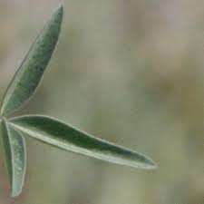 Image result for Crotalaria heidmannii