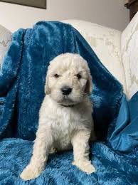 Look at pictures of goldendoodle puppies in ohio who need a home. Goldendoodle Puppy Dog For Sale In Mechanicstown Ohio