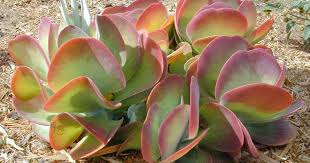 Forget about flapjacks being a guilty pleasure, with phd they can now be both a pleasure and a healthy athletic snack for those interested in building muscle and maintaining a serious nutritional plan. Paddle Plant Care How To Grow Flapjacks Kalanchoe Thyrsiflora